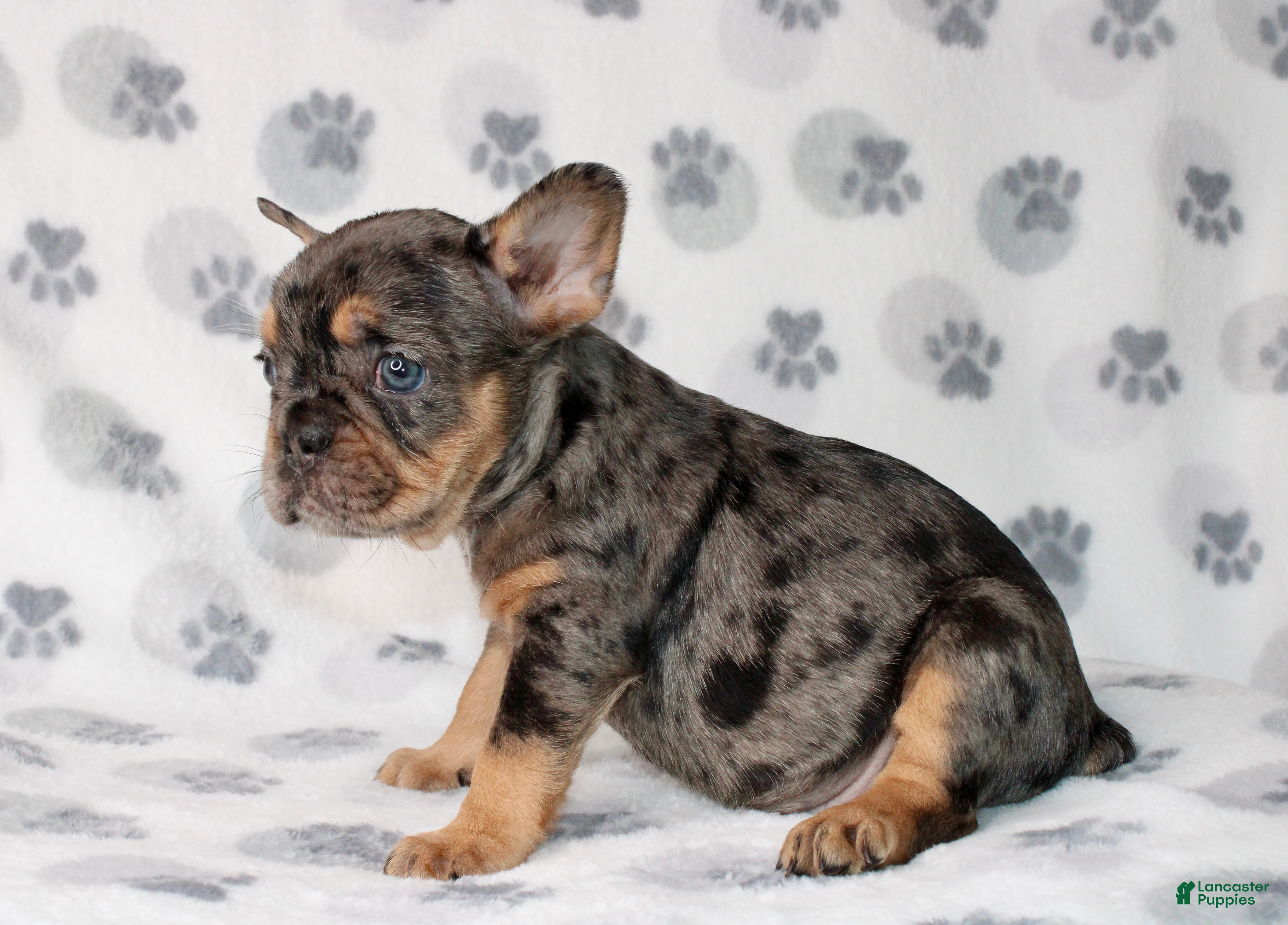 French Bulldog dogs Charlotte  - Ad 16