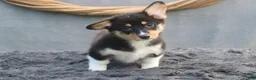 Welsh Corgi Pembroke dogs for sale: Breeze - Ad 3