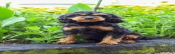 Cavapoo dogs for sale: Kathy - Ad 10