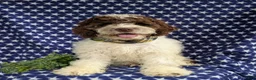 Cockapoo dogs for sale: Rover - Ad 3
