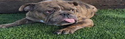 English Bulldog dogs for sale: Tonya English Bulldog  - Ad 7