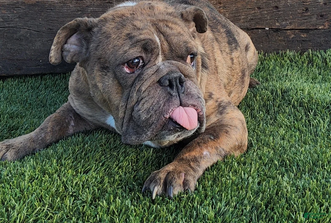 English Bulldog dogs for sale: Tonya English Bulldog  - Ad 7