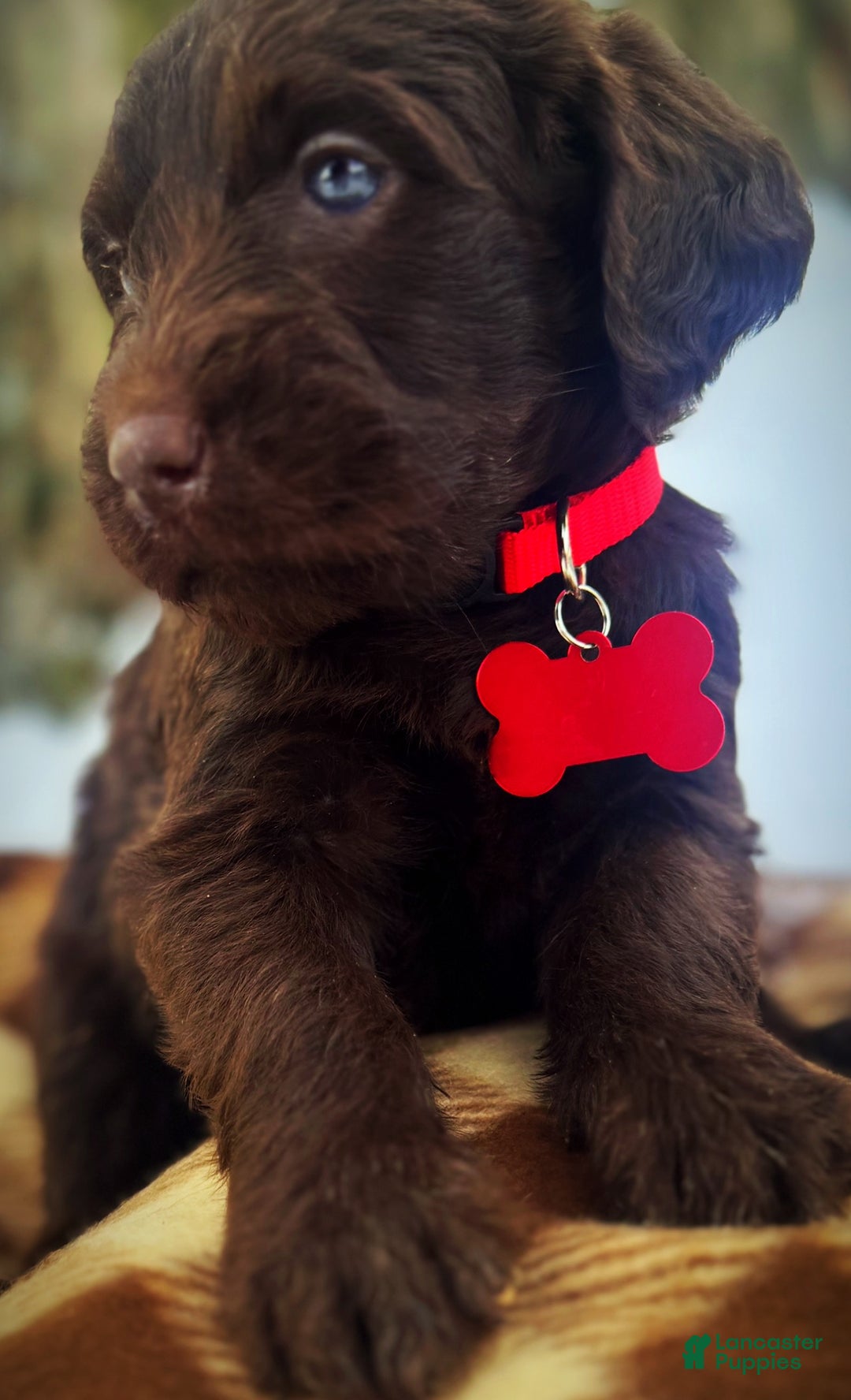 Labradoodle dogs for sale: Labradoodle Puppy 1 - Ad 4