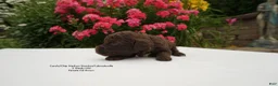 Australian Labradoodle dogs for sale: CCG2 - Ad 3