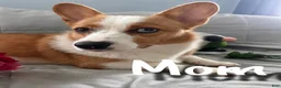 Welsh Corgi Pembroke dogs for sale: Malibu  - Ad 7