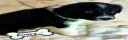 Border Collie dogs for sale: Avery - Ad 1