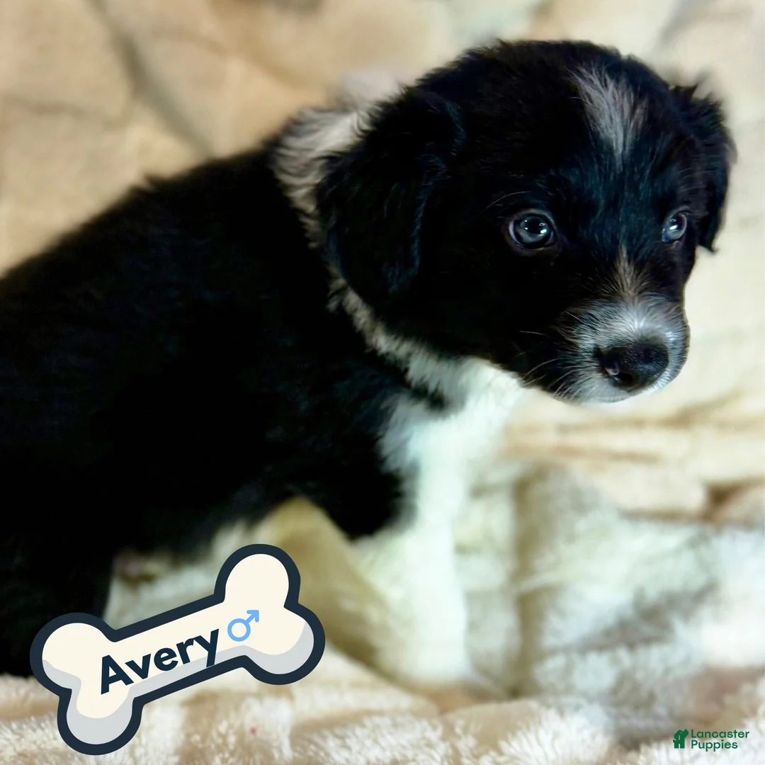 Border Collie dogs for sale: Avery - Ad 1