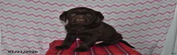 Labrador Retriever dogs for sale: Jesse - Ad 2