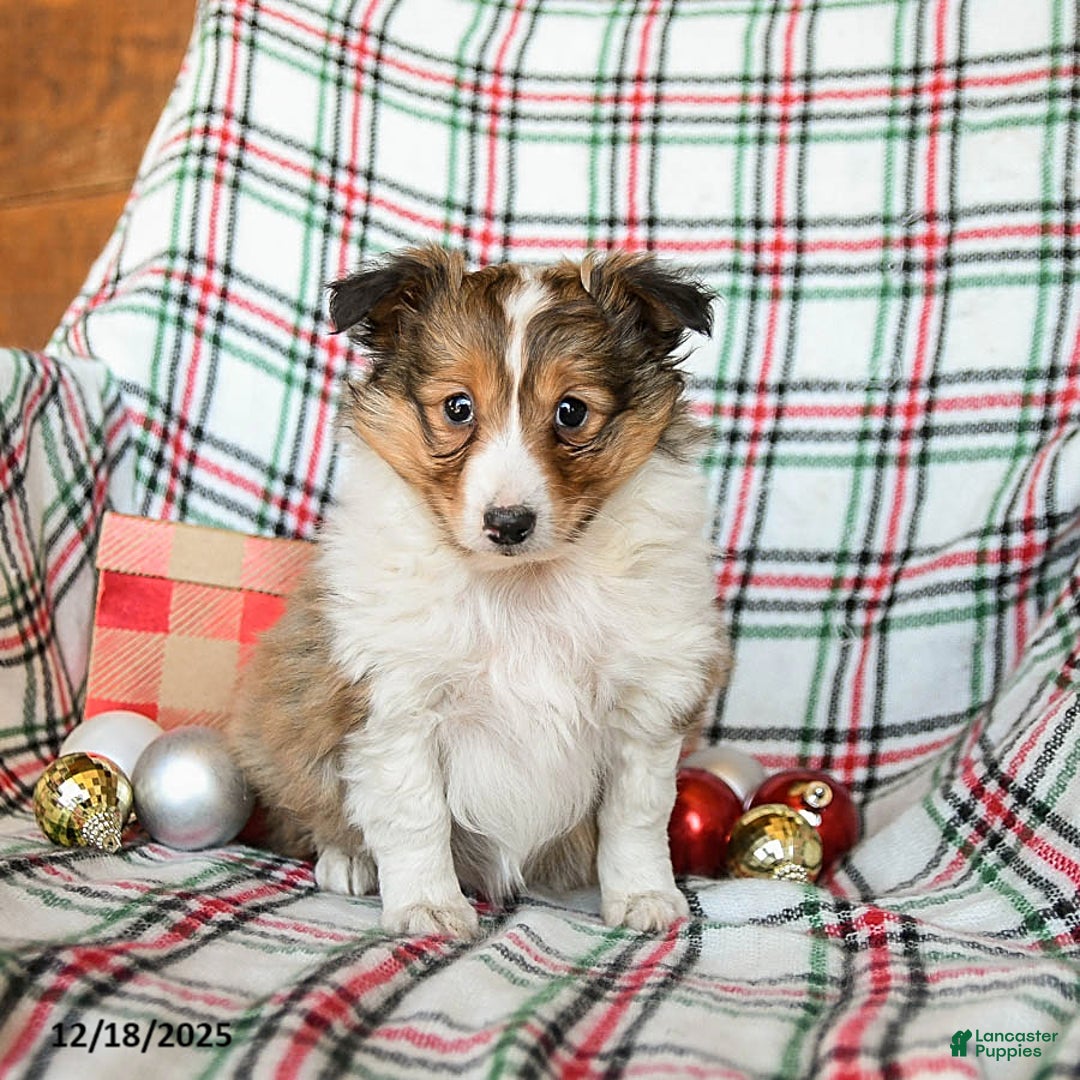 Shetland Sheepdog dogs for sale: Misty - Ad 2