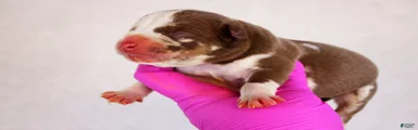 Chocolate Tri Merle Male