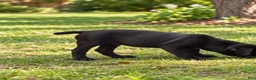 Cane Corso dogs for sale: Cane Corso 1 - Ad 37