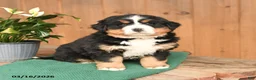 Bernese Mountain Dog dogs for sale: Queenie - Ad 1