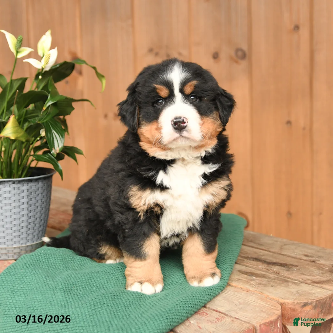 Bernese Mountain Dog dogs for sale: Queenie - Ad 1