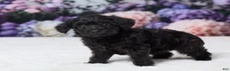 Yorkiepoo dogs for sale: Ronda - Ad 5