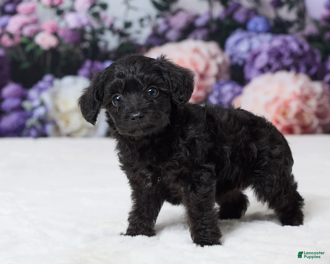 Yorkiepoo dogs for sale: Ronda - Ad 5