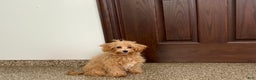 Maltipoo dogs for sale: Candy - Ad 3
