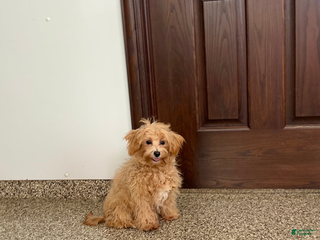 Maltipoo dogs for sale: Candy - Ad 3
