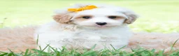 Maltipoo dogs for sale: Jazz - Ad 2