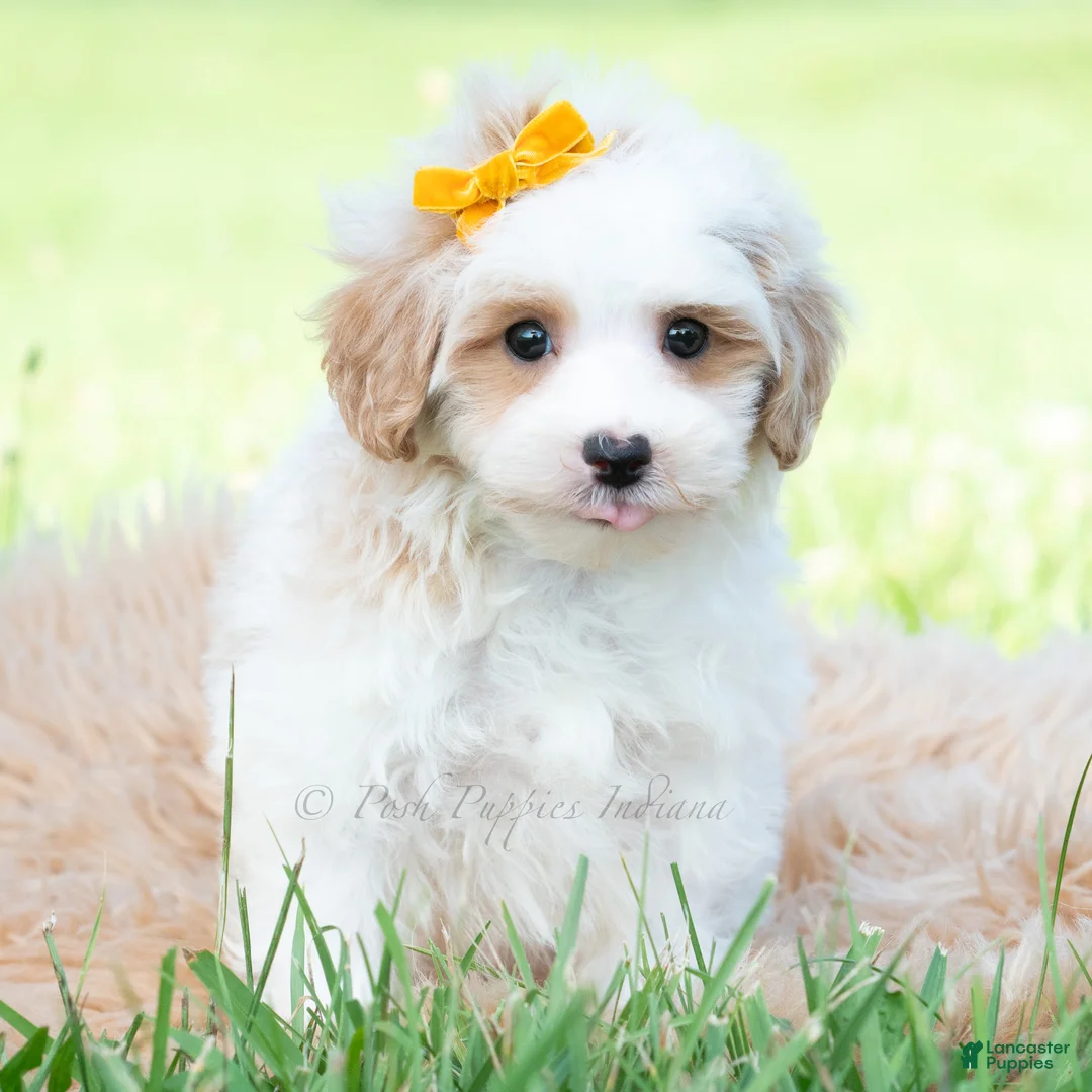 Maltipoo dogs for sale: Jazz - Ad 2