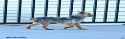 Yorkshire Terrier dogs for sale: Teddy - Ad 3