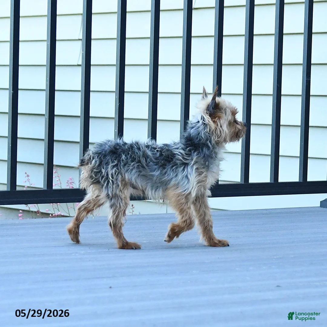 Yorkshire Terrier dogs for sale: Teddy - Ad 3
