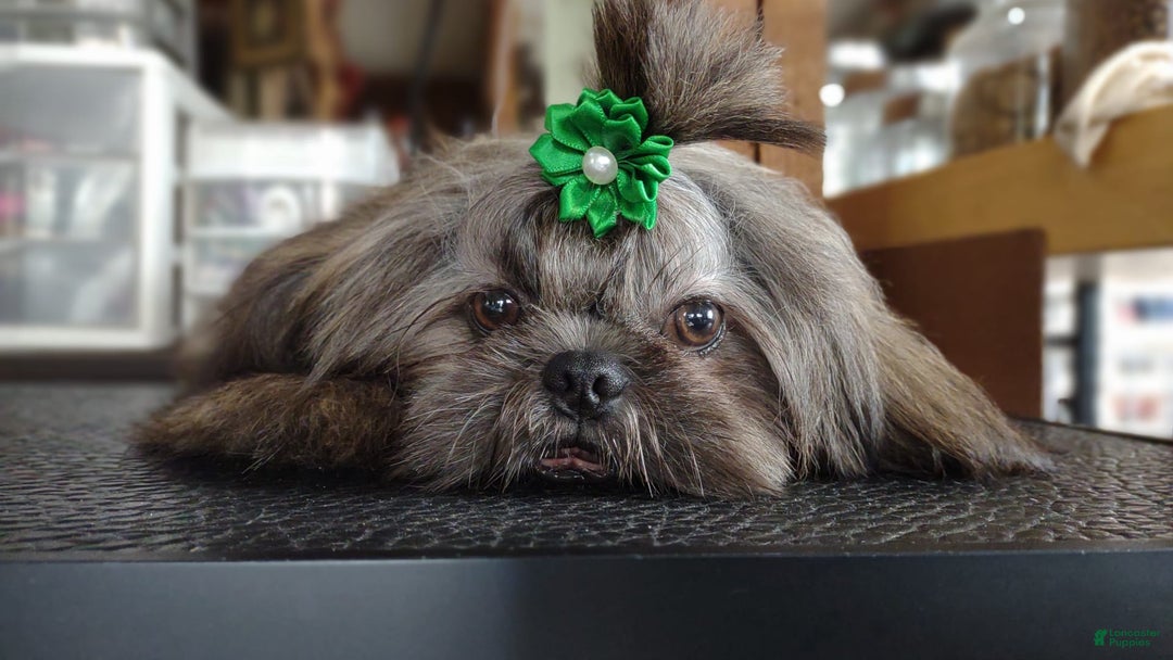 Shih Tzu dogs for sale: Ewok Naturally-reared - Ad 7