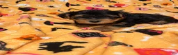 Yorkiepoo dogs for sale: Porky  - Ad 3