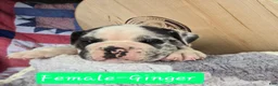 Olde English Bulldogge dogs for sale: Ginger - Ad 4