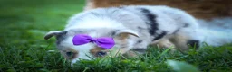 Mixed Breed dogs for sale: Gloria🩷  - Ad 6