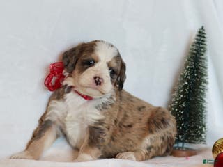 Bernedoodle dogs Whisper - Ad 10