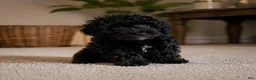 Miniature Poodle dogs for sale: Dexter - Ad 5
