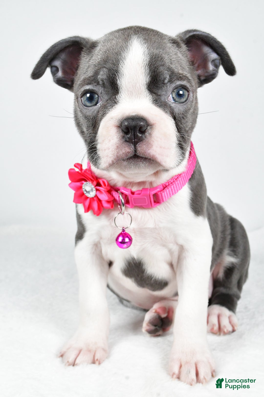 Boston Terrier dogs for sale: Wisteria - Ad 7