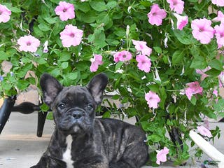 French Bulldog dogs Finn - Ad 8