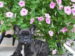 French Bulldog dogs Finn - Ad 40
