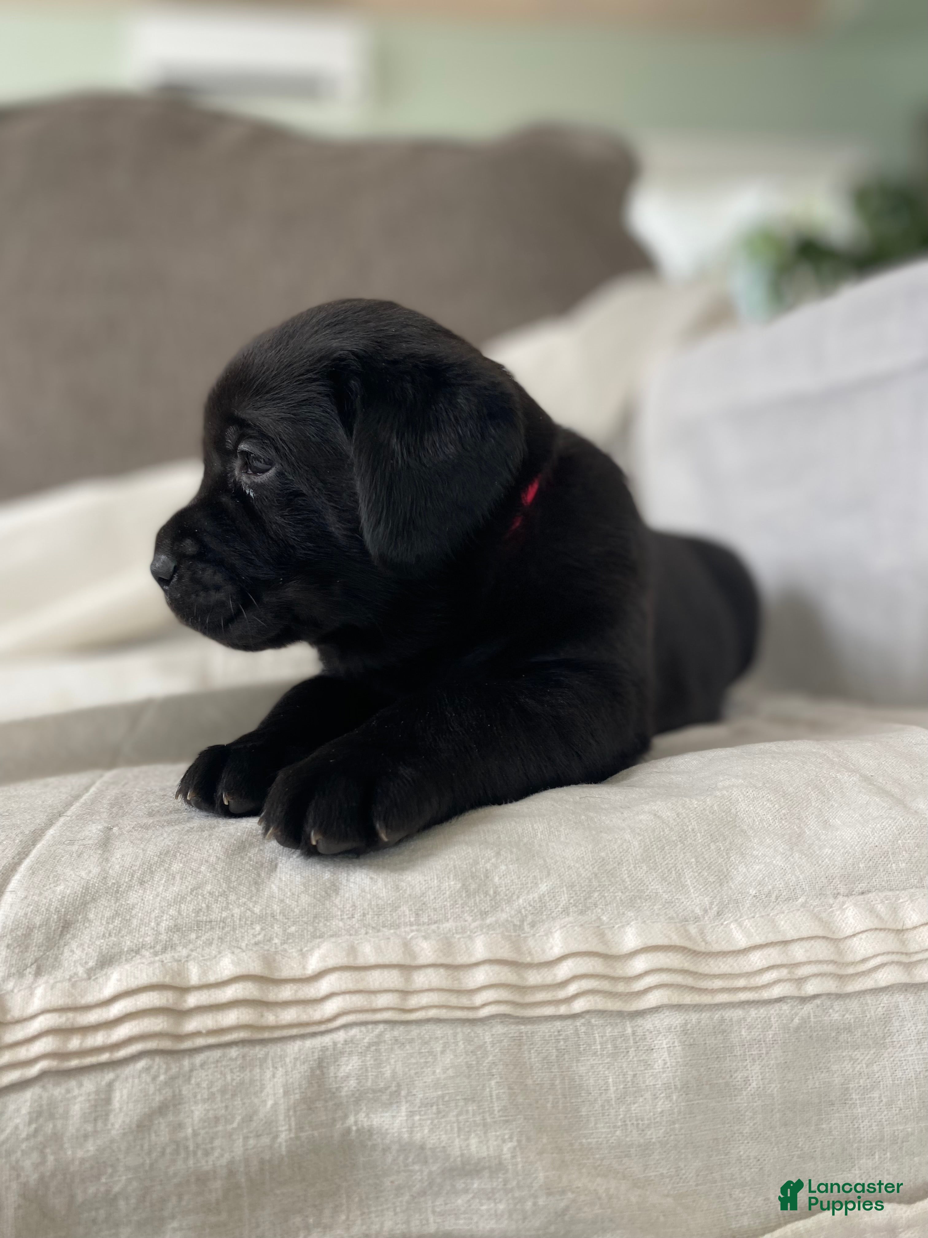 Labrador Retriever dogs Macy - Ad 2