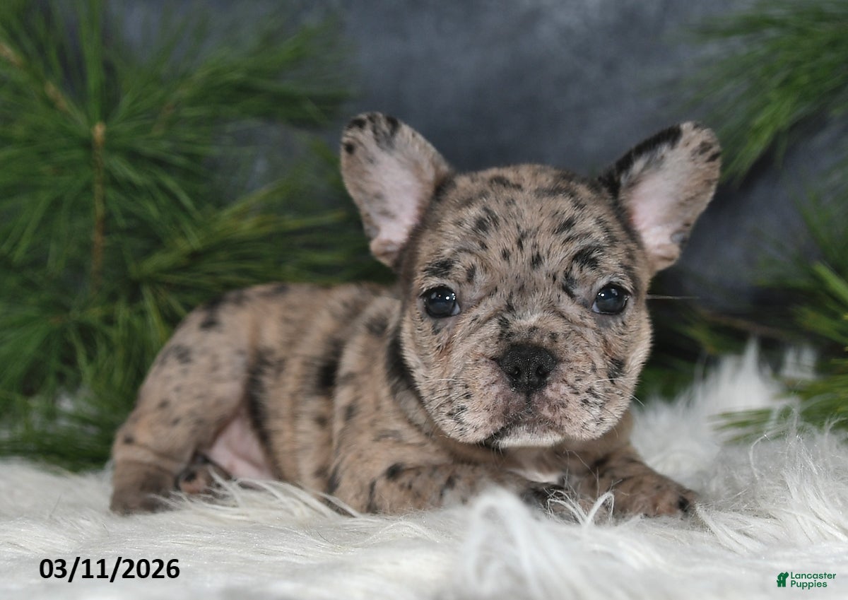 Frenchton dogs Felisa - Ad 2