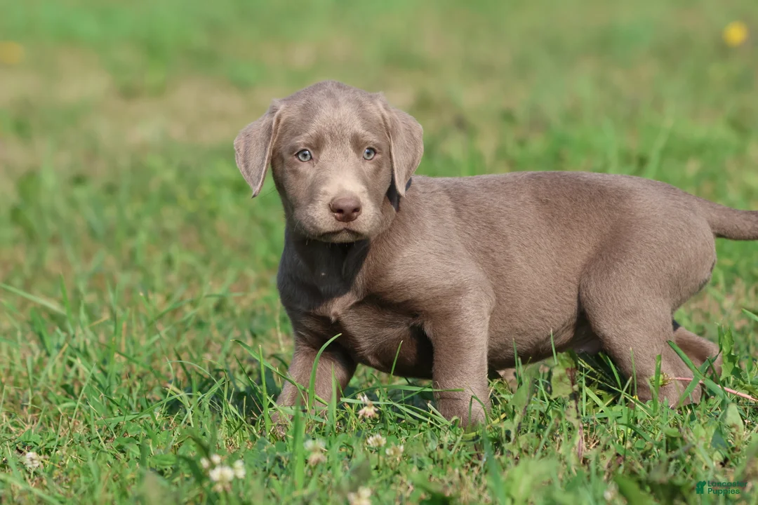 Labrador Retriever dogs for sale: T- Rex - Ad 3