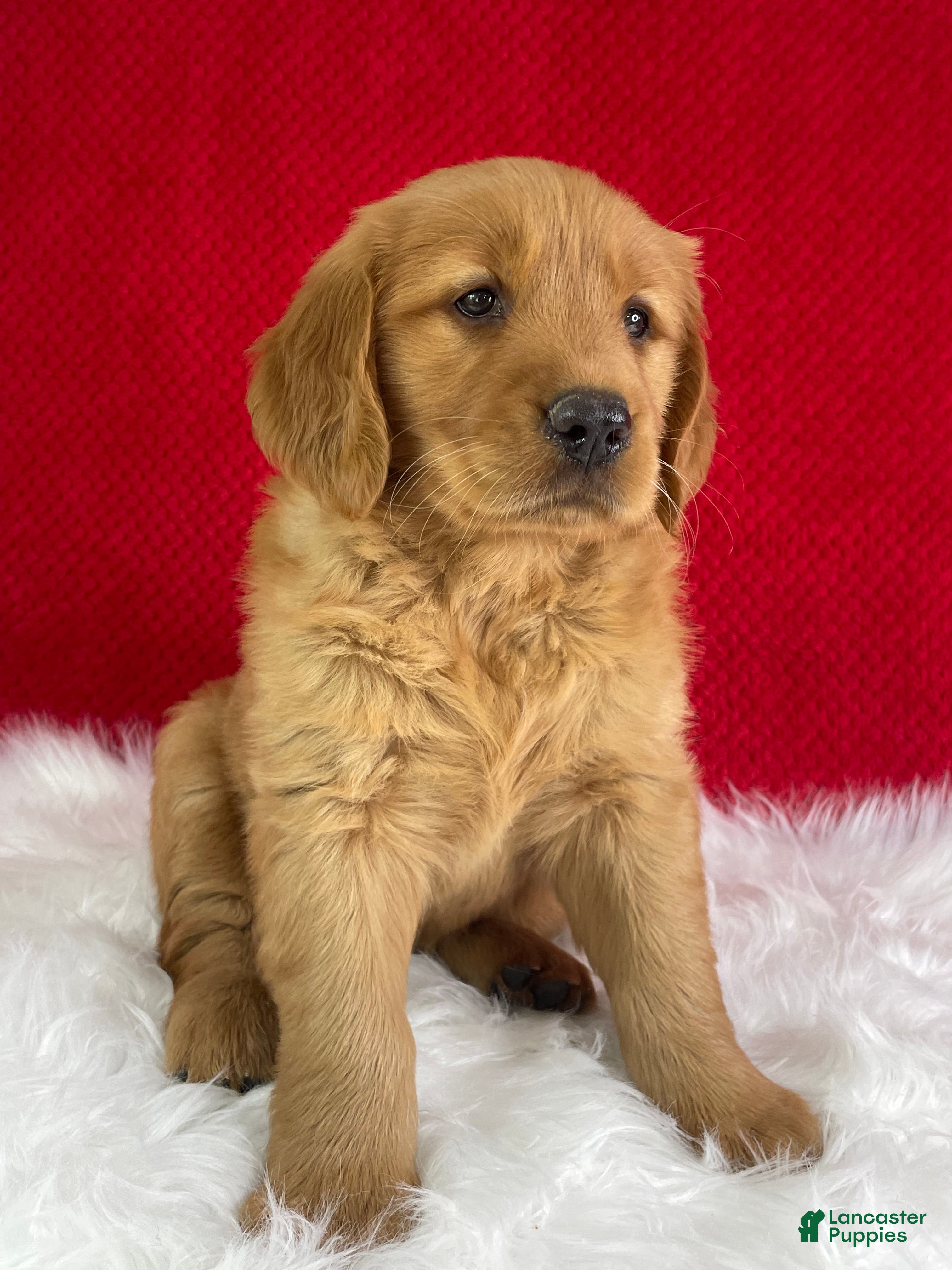 Golden Retriever dogs Lily - Ad 2