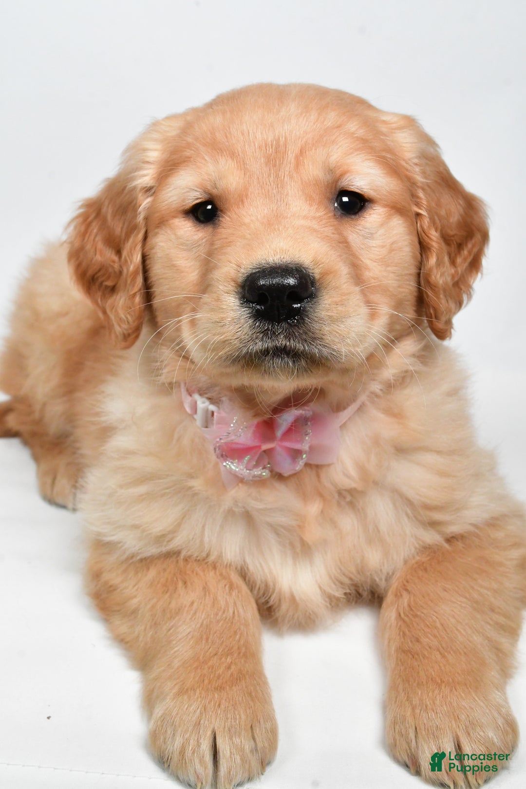 Golden Retriever dogs for sale: Lainey - Ad 4