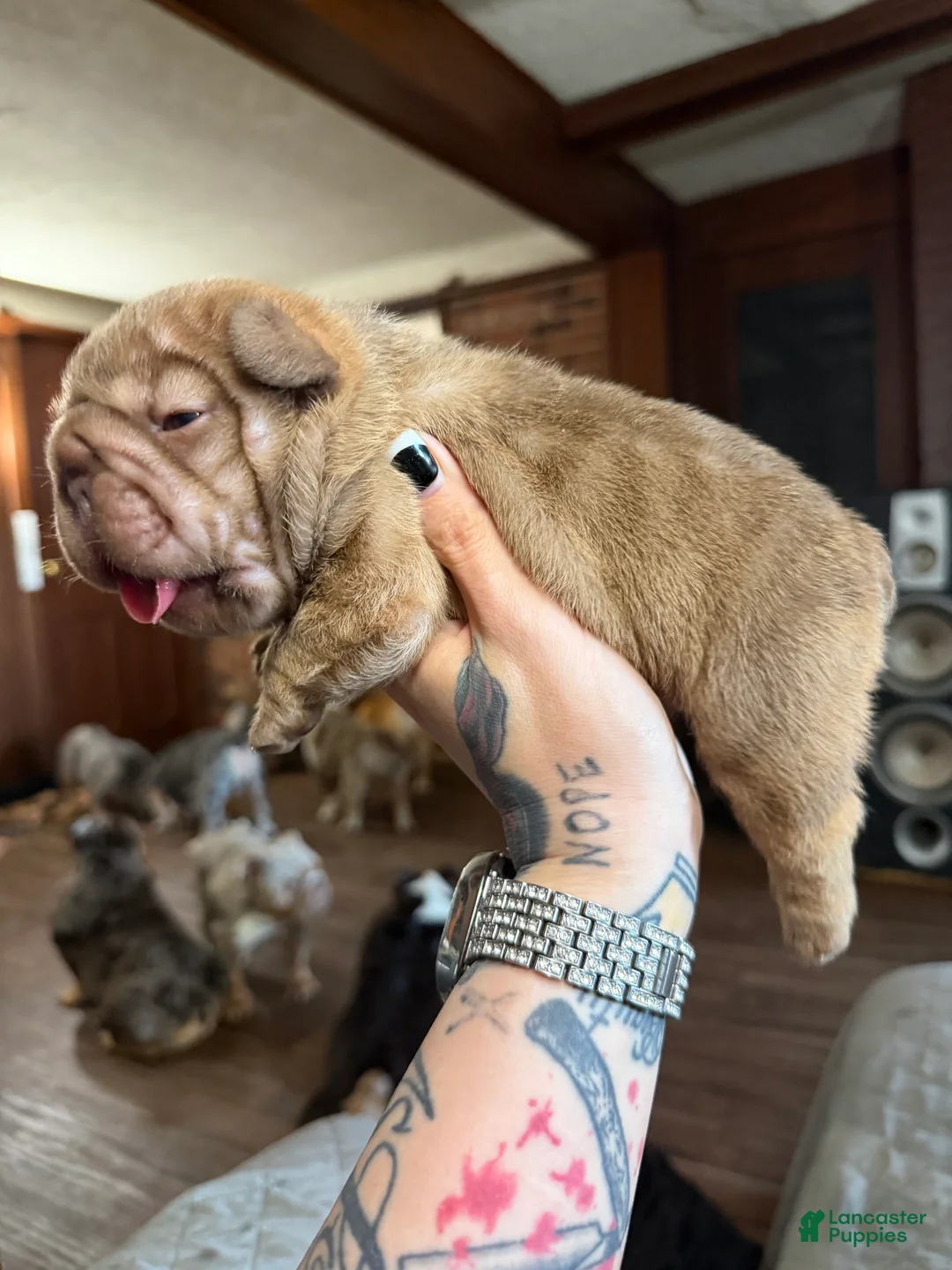 French Bulldog dogs for sale: French Bulldog 1 - Ad 2