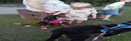 Bernese Mountain Dog dogs for sale: Bernese Mountain Dog 2 - Ad 36