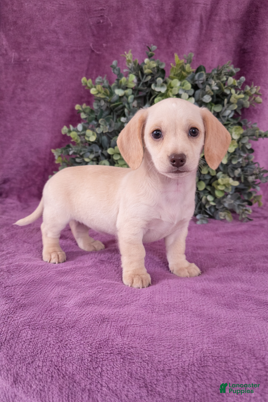 Dachshund dogs Bruno - Ad 2