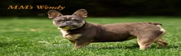 French Bulldog dogs for sale: Digger - Blue & Tan - Ad 13