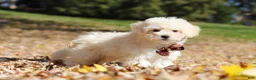 Maltipoo dogs for sale: Casey - Ad 4