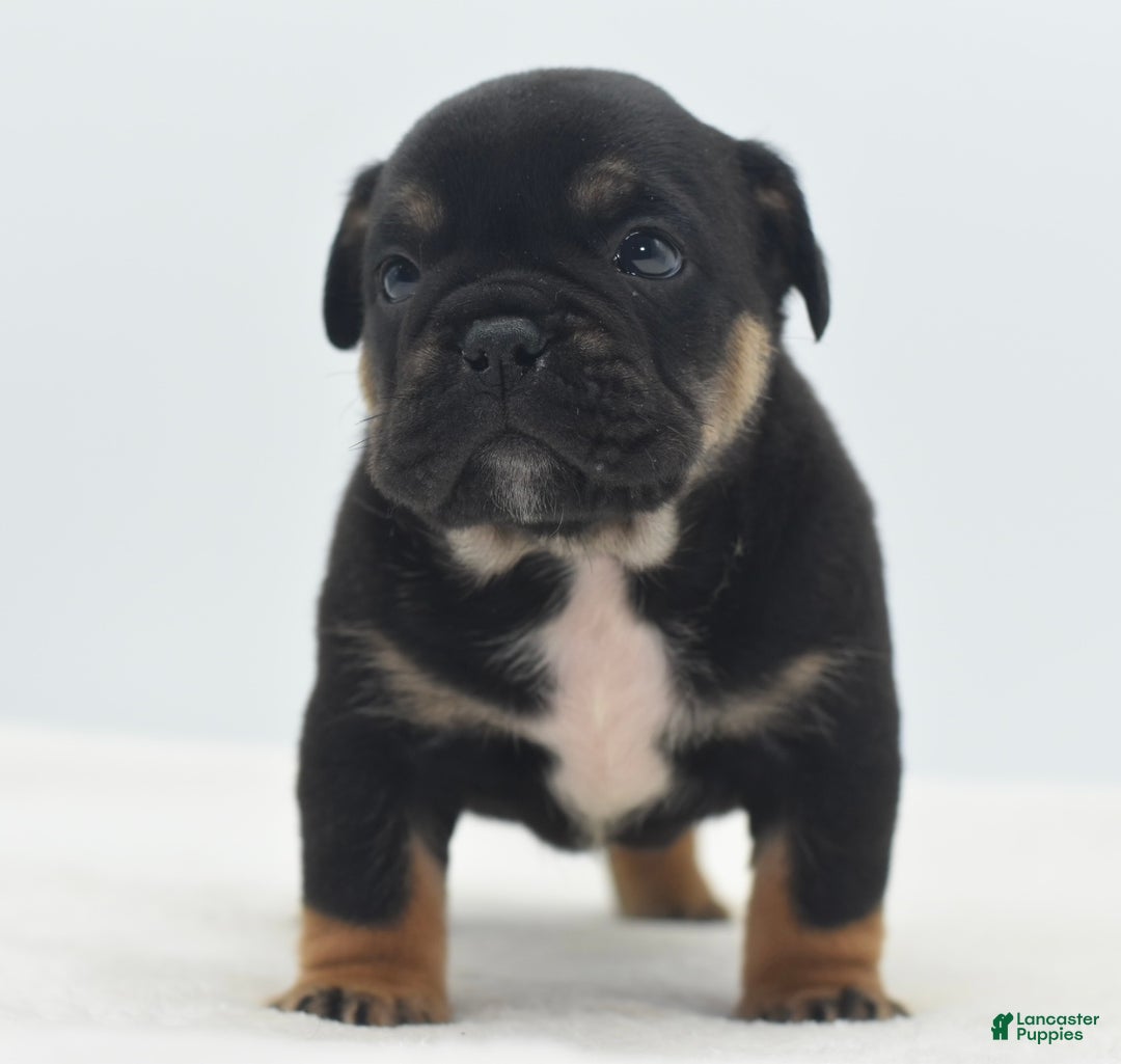 Mixed Breed dogs for sale: Knox tricolor bully puppy  - Ad 18