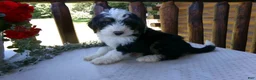 Mini Bernedoodle dogs for sale: Benji - Ad 8