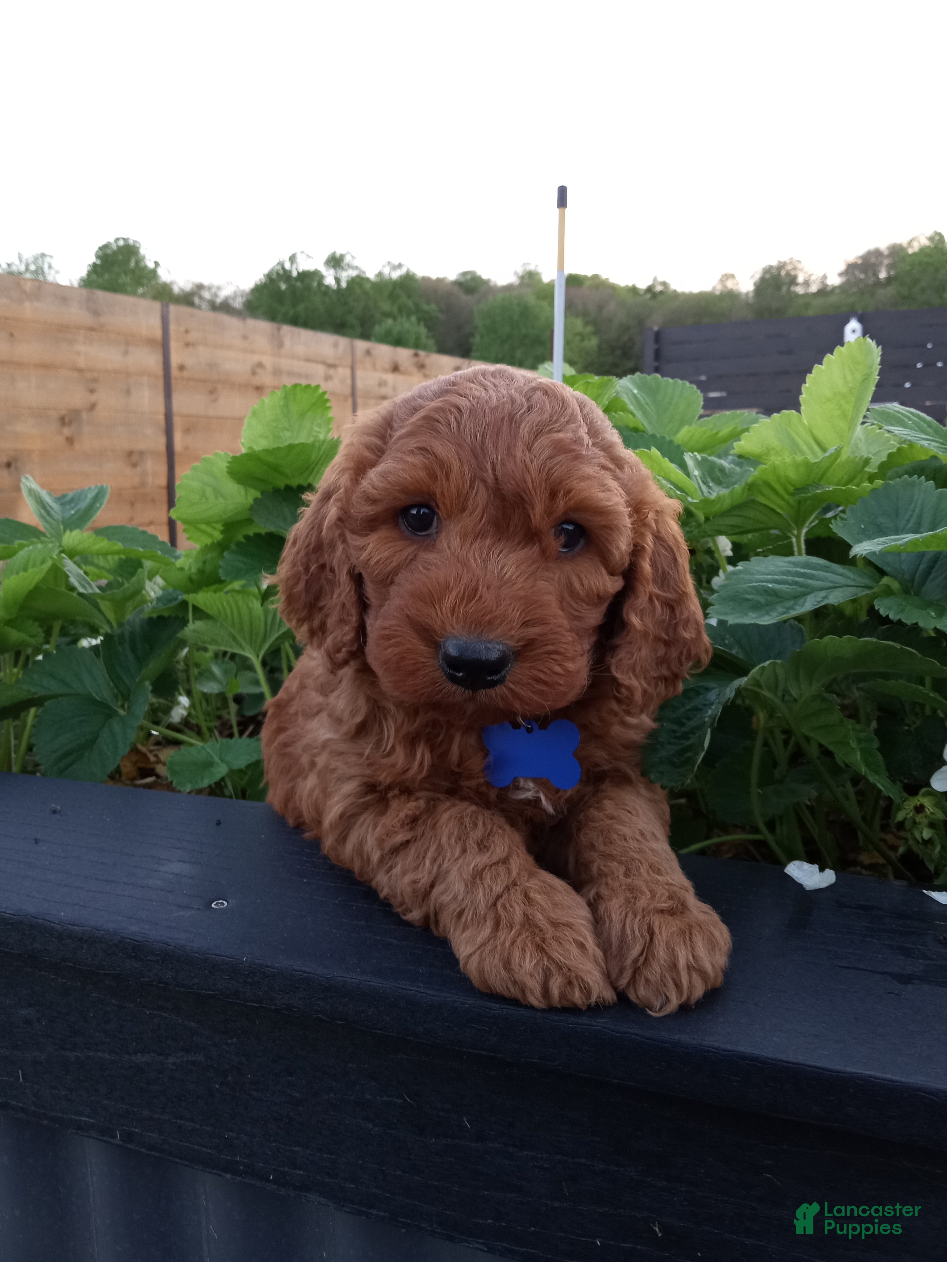 Mini Goldendoodle dogs Calvin F1b - Ad 1