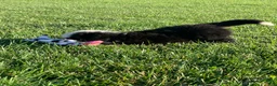 Bernese Mountain Dog dogs for sale: Rambo  - Ad 11