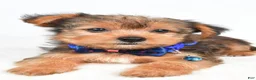 Yorkshire Terrier dogs for sale: Wyatt - Ad 6