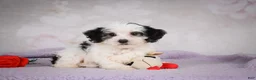 Mini Bernedoodle dogs for sale: Macky - Ad 6